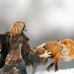 image for Golden eagle catching a red fox