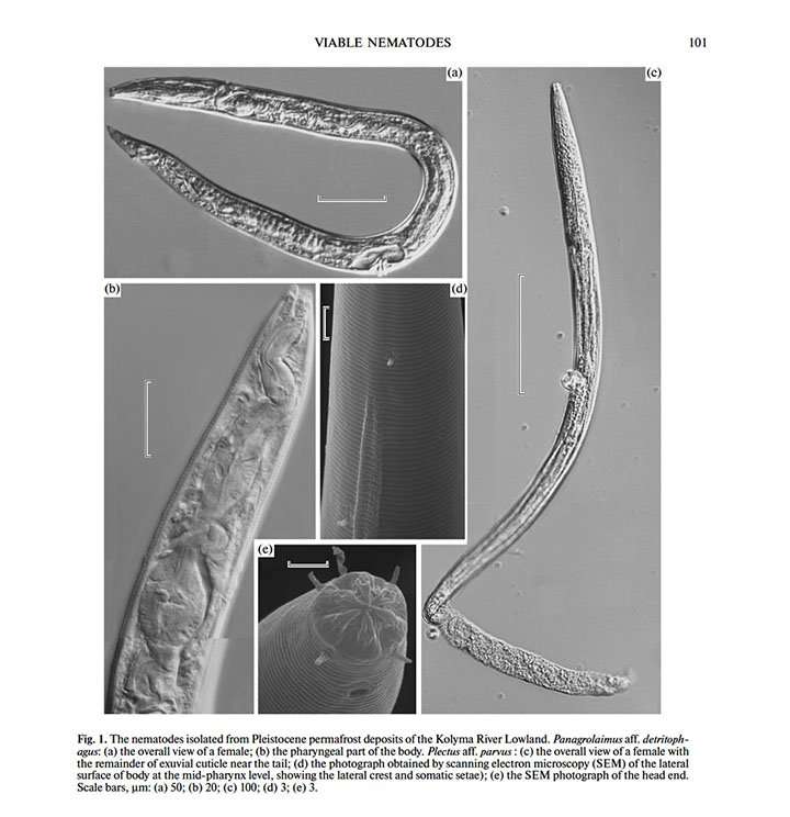image for Worms frozen in permafrost for up to 42,000 years come back to life