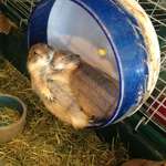image for Prairie Dog Contentment