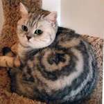 image for He shall be called...Cinnamon Roll.