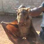 image for This is a hammerhead bat and is by far the creepiest animal I've seen.