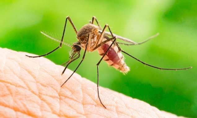 image for Wiping out malaria mosquitoes does NOT have a negative impact on other native species