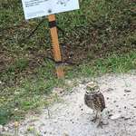 image for This owl I found resembling it’s protection sign