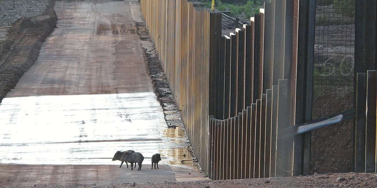 image for 2,500 Scientists Warn Against the Border Wall's Huge Environmental Cost
