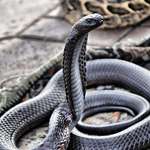 image for Black neck spitting cobra looks like it’s literally made of metal