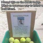 image for Guy came across a box full of tennis balls dedicated in memory of a good doggo.