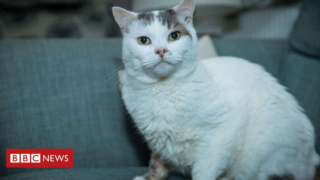 image for Award for Theo, the cat who saved owner's life