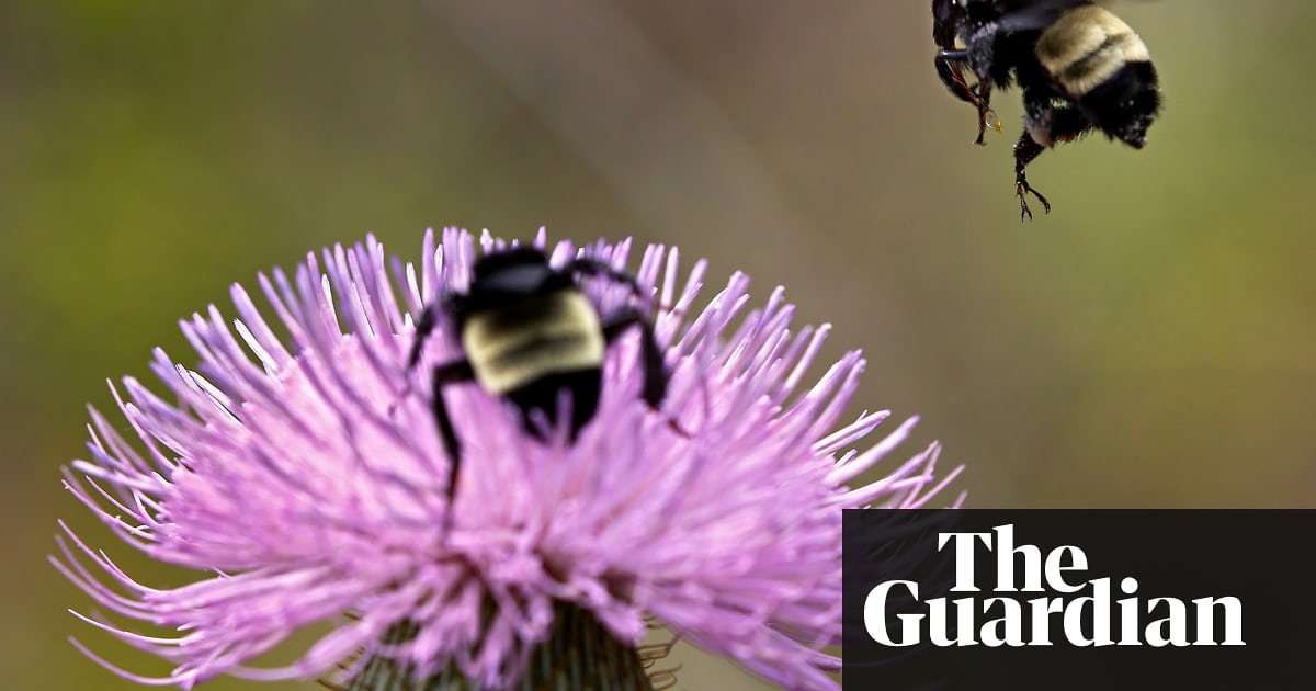 image for Trump administration lifts ban on pesticides linked to declining bee numbers