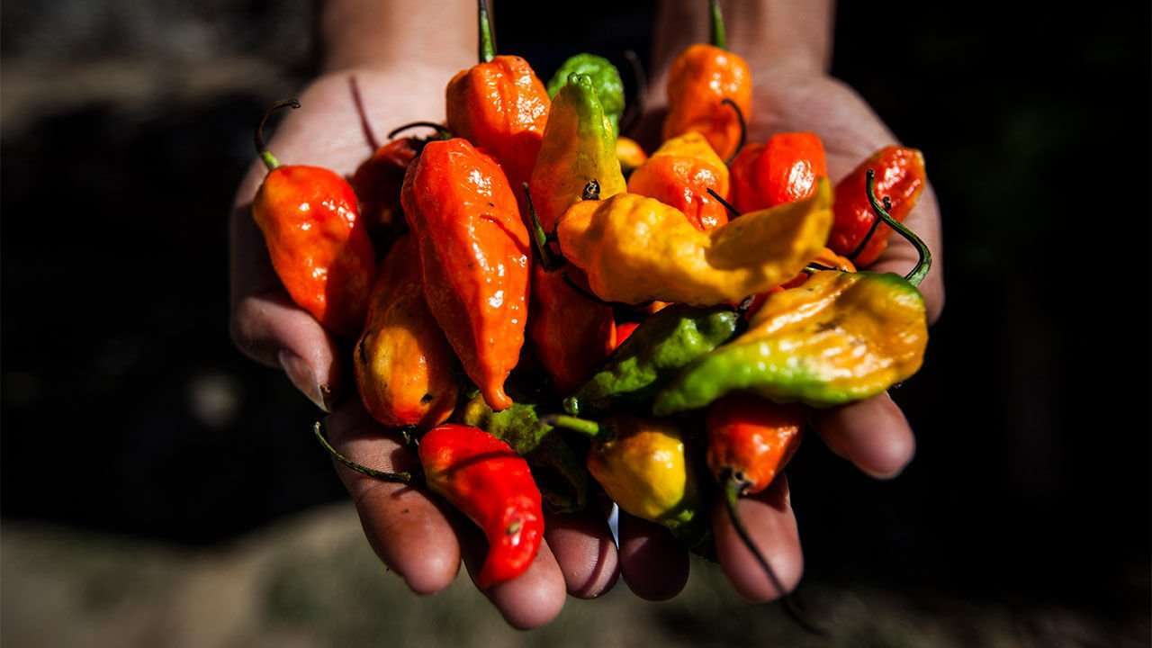 image for Ghost peppers are saving U.S. grasslands—by scaring off hungry mice