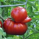 image for This tomato looks like a duck!! That is all. Have a grand day!