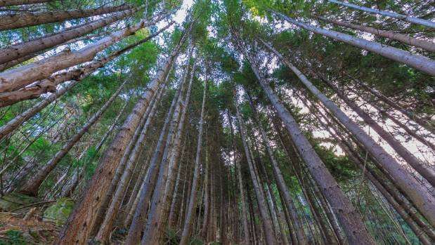 image for Boost for plan to plant one billion trees