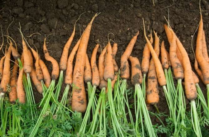 image for Are carrots really good for your eyesight?