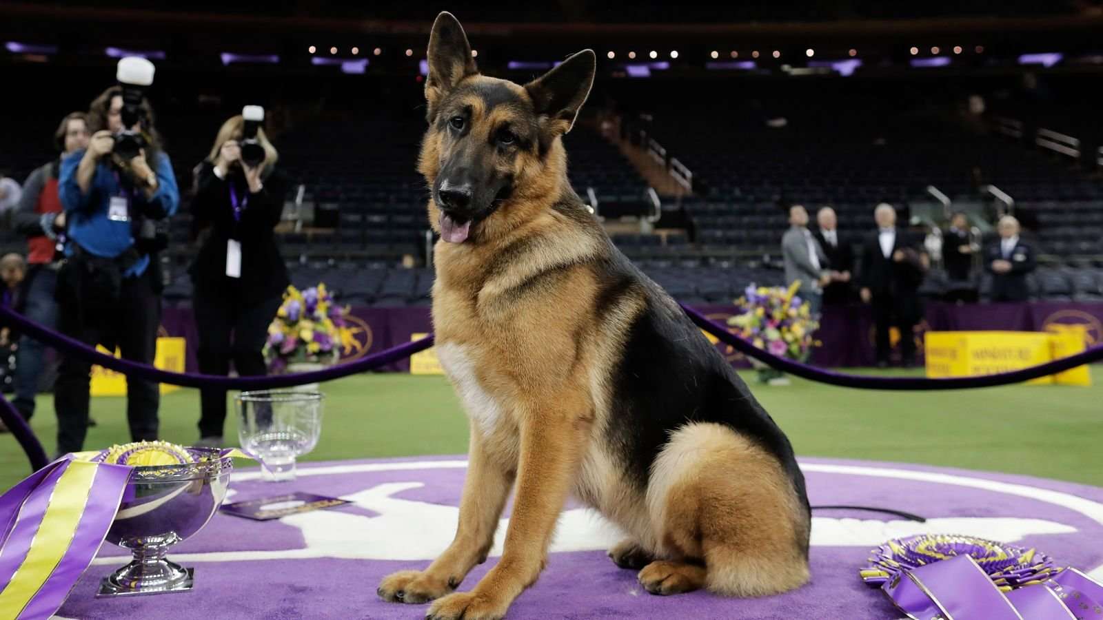 image for Unethical Breeding Is Creating Serious Health Problems for German Shepherds