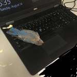 image for A bird flew in my window, sh*t on my laptop, and decided to die right in front of me. How's your day going?