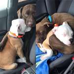 image for This is Daisy and Luna. Daisy doesn’t like car rides, so Luna comforts her until they both fall asleep.