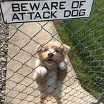 image for Guard dog