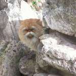 image for This cat looks like a gruff old kung fu master