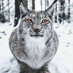 image for 🔥 this lynx