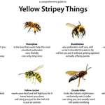 image for A Comprehensive Guide to Yellow Stripey Things