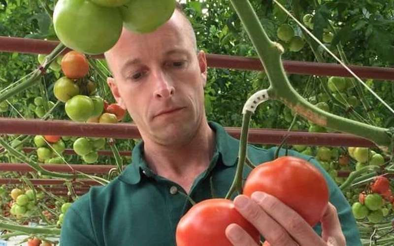 image for Sundrop Farms pioneering solar-powered greenhouse to grow food without fresh water