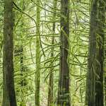 image for Mossy Forest In Olympia, Washington [OC] (4000x2668)