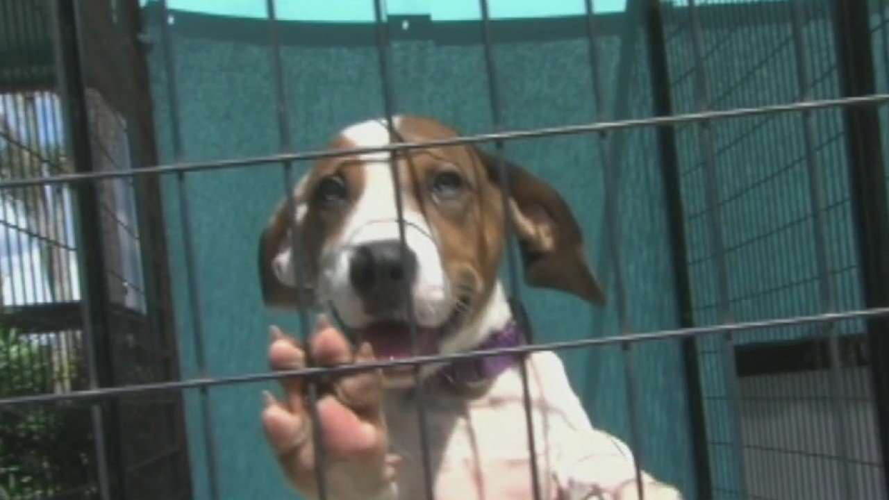 image for 2,358 pets find homes during 8 On Your Side 'Clear The Shelters' adoption drive