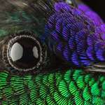 image for ðŸ”¥ Close-up pic of a Hummingbird ðŸ”¥