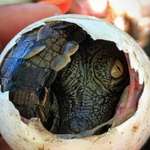 image for 🔥 Nile crocodile peaking through it's eggshell 🔥