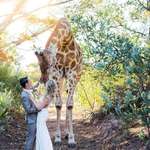 image for Giraffe photobomming a wedding