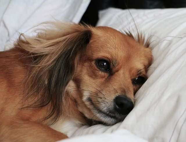 image for Ask A Vet: Why Does My Dog Like To Sleep Under The Covers?