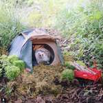 image for Little Hedgehog Camper