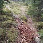 image for Hikers have worn down this fallen tree on the trail.