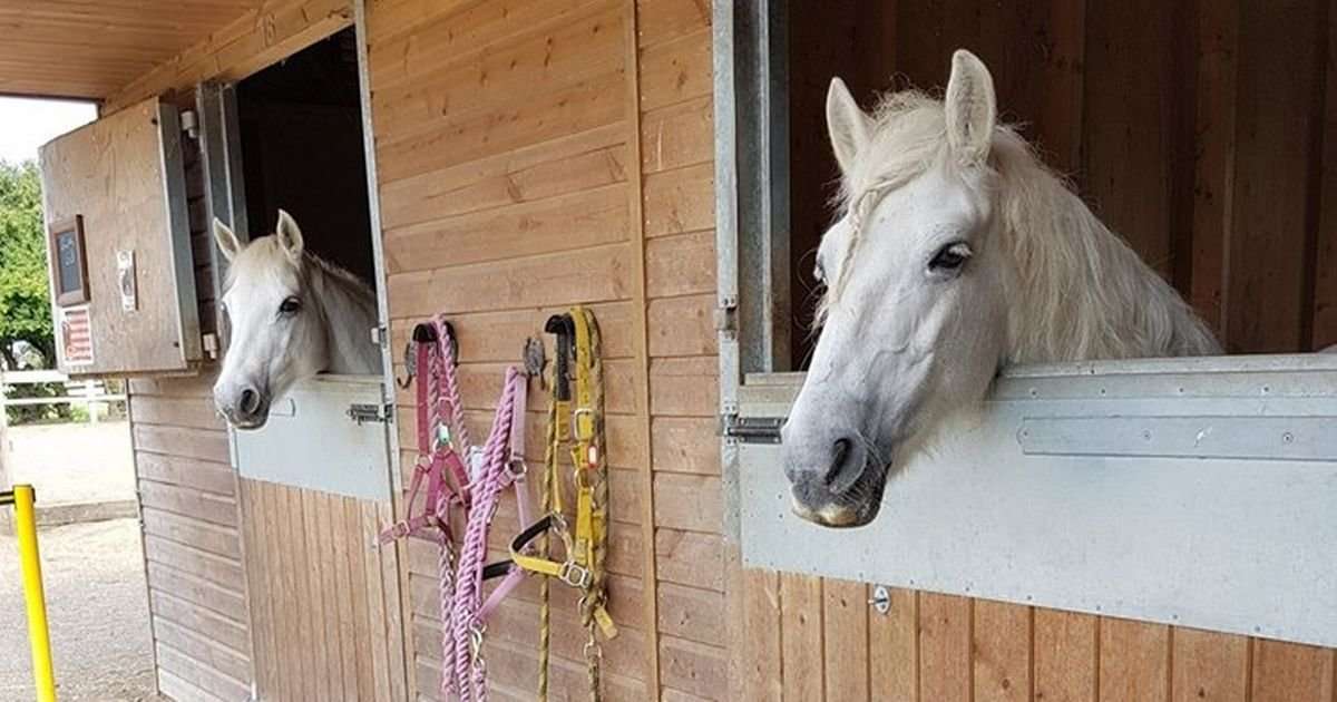 image for Pony seriously injured after being stabbed with electric fence post during riding school break in