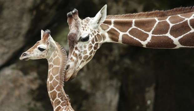 image for From pillows to Bible covers, nearly 40,000 giraffe parts have been imported to the US in past 10 years