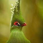 image for 🔥 Schalow’s Turaco Bird