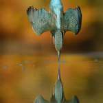 image for 6 years, 720,000 attempts, Alan Mcfadyen's perfect kingfisher dive photo