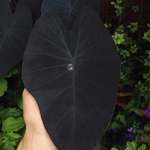 image for 🔥 Colocasia Esculenta 'Black Magic' Taro 🔥