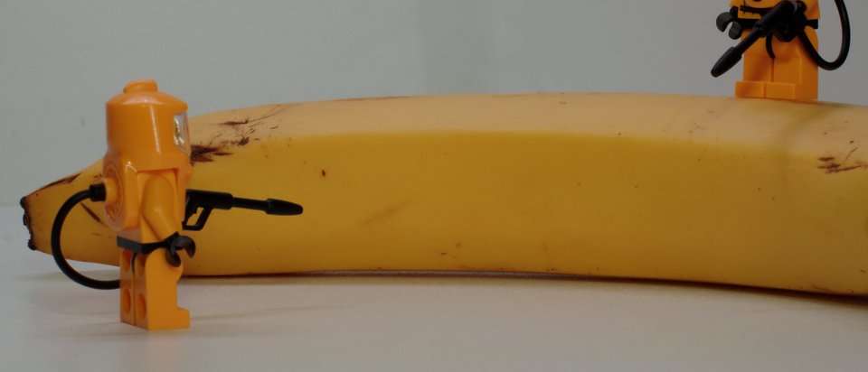 image for Is it true that bananas are radioactive?