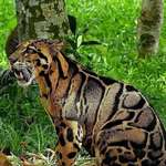 image for 🔥 have you seen a clouded leopard before 🔥