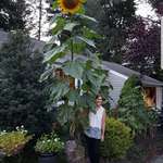 image for My friends GIANT sunflower