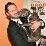 image for PsBattle: A pitbull licking Tom Hardy