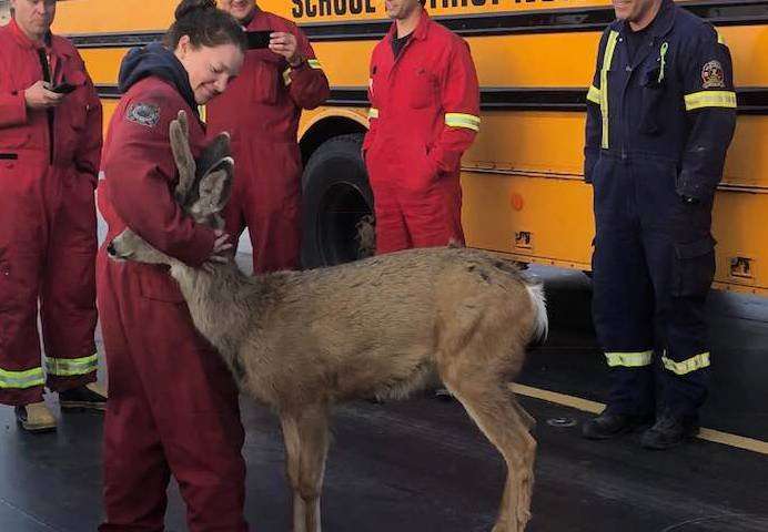 image for Photo of deer hugging a firefighter near Burns Lake goes viral