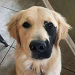 image for This is Enzo. He was born with a rare skin condition, causing a lil black freckle to appear on his face. Believed to be the rarest Golden on the planet.