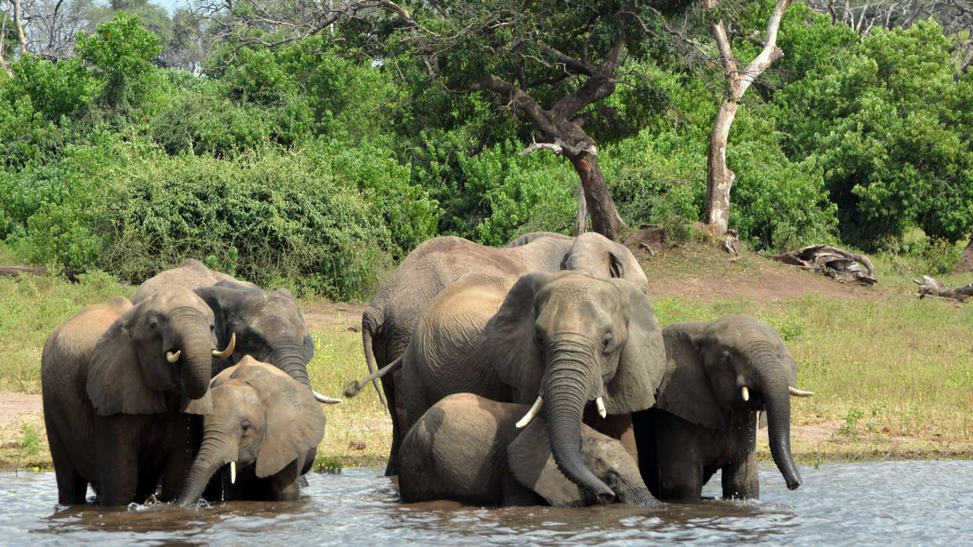 image for Nearly 90 Elephants Found Dead Near Botswana Sanctuary, Killed By Poachers
