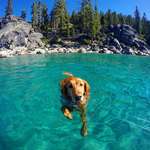 image for A Doggo In Lake Tahoe.
