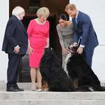 image for Meet Bród and Shadow, the President of Ireland's two bodyguards