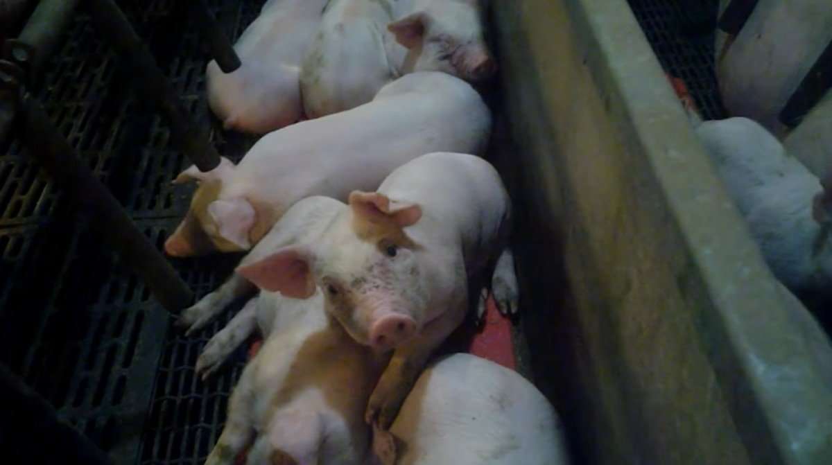 image for Exposed: Animal Abuse at US Supplier to World's Largest Meat Company