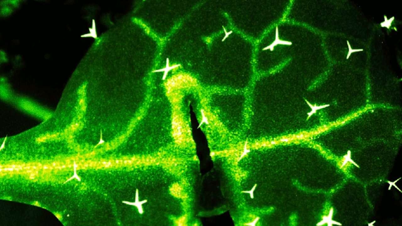 image for Plants communicate distress using their own kind of nervous system