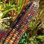 image for This is the most beautiful corn. It is a Native American variety called 'Glass Gem Corn' and yes it really does grow like that.