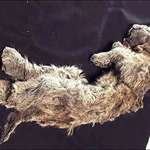 image for Newly discovered 50,000 year old cave lion cub found perfectly preserved in permafrost